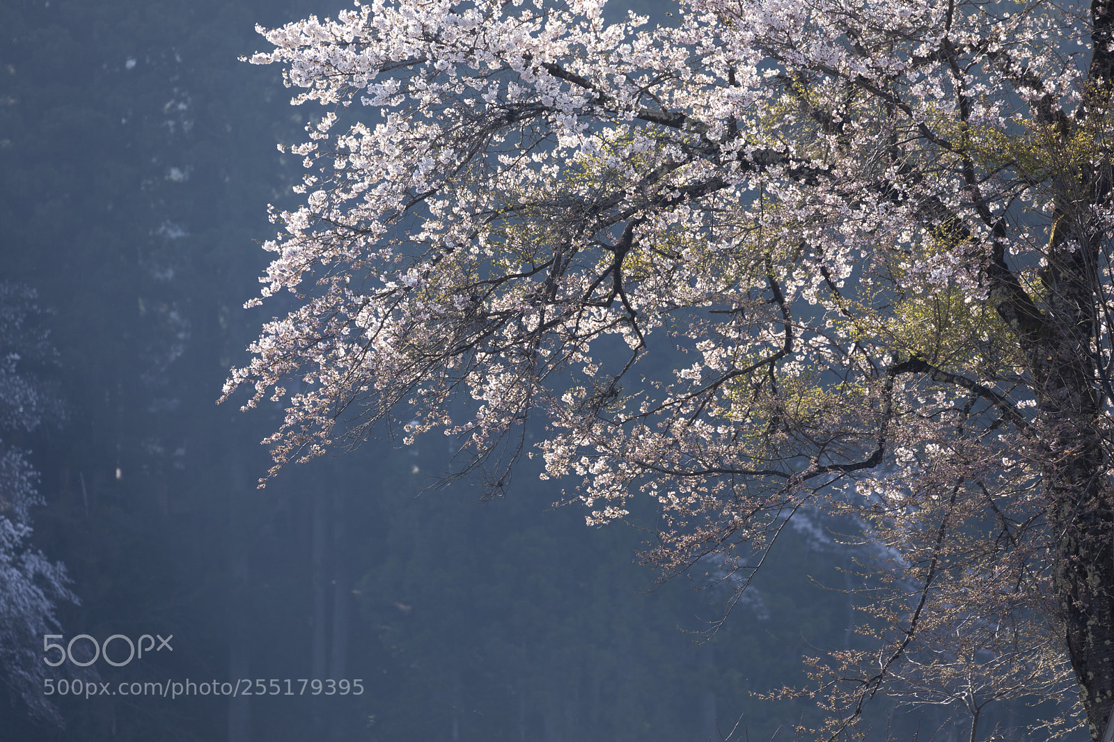 Canon EOS 5D Mark IV sample photo. 中子の桜 photography