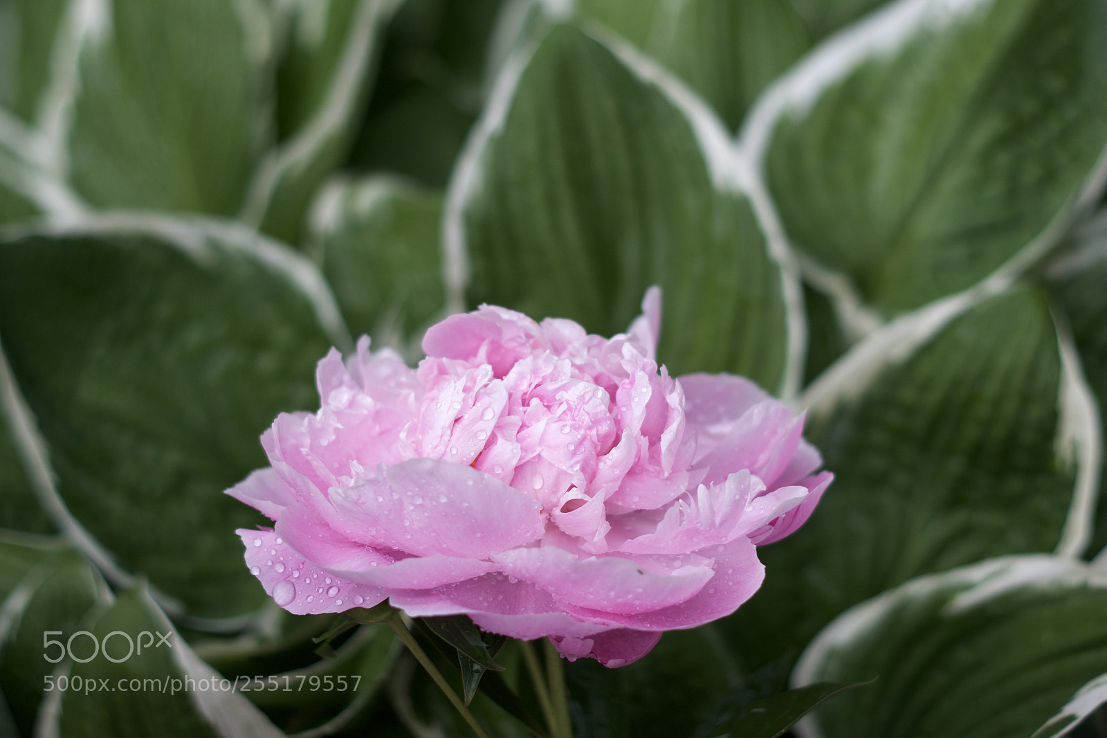 Pentax K-S2 sample photo. Fullsizeoutput photography