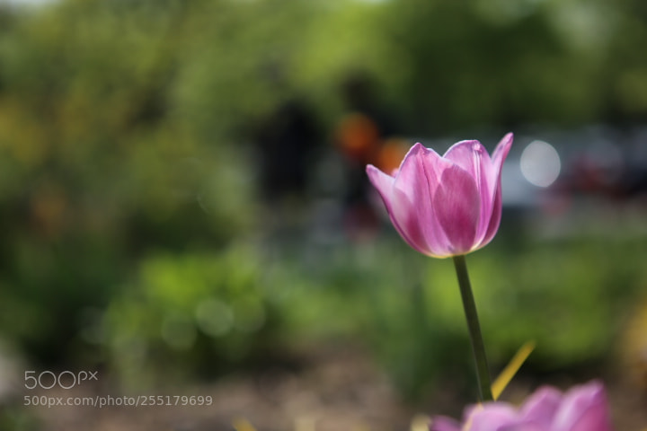 Canon EOS 6D + Canon EF 24-70mm F2.8L USM sample photo. Img photography