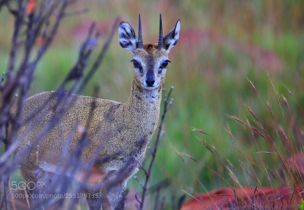 Canon EOS 5D Mark II sample photo. Klipspringer  photography