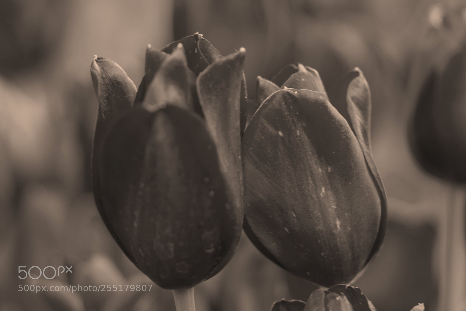 Nikon D7100 sample photo. Black tulip photography