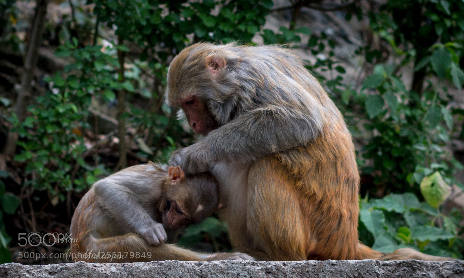 Canon EOS 70D sample photo. Baby monkey with his photography