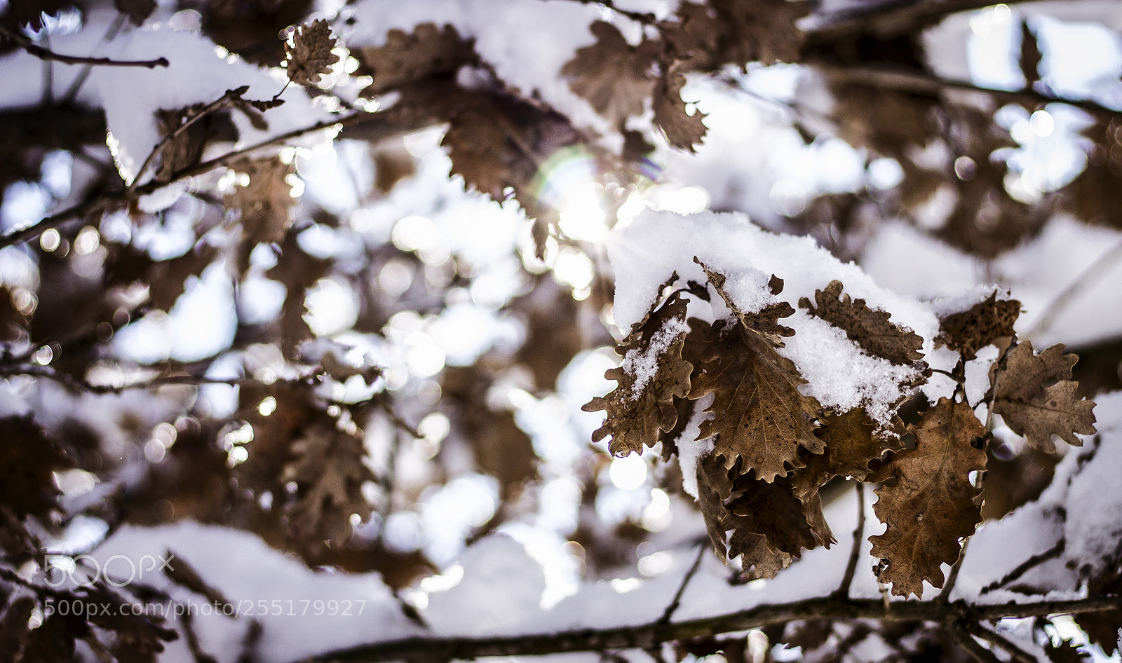 Canon EOS 1100D (EOS Rebel T3 / EOS Kiss X50) sample photo. Selenium forest photography