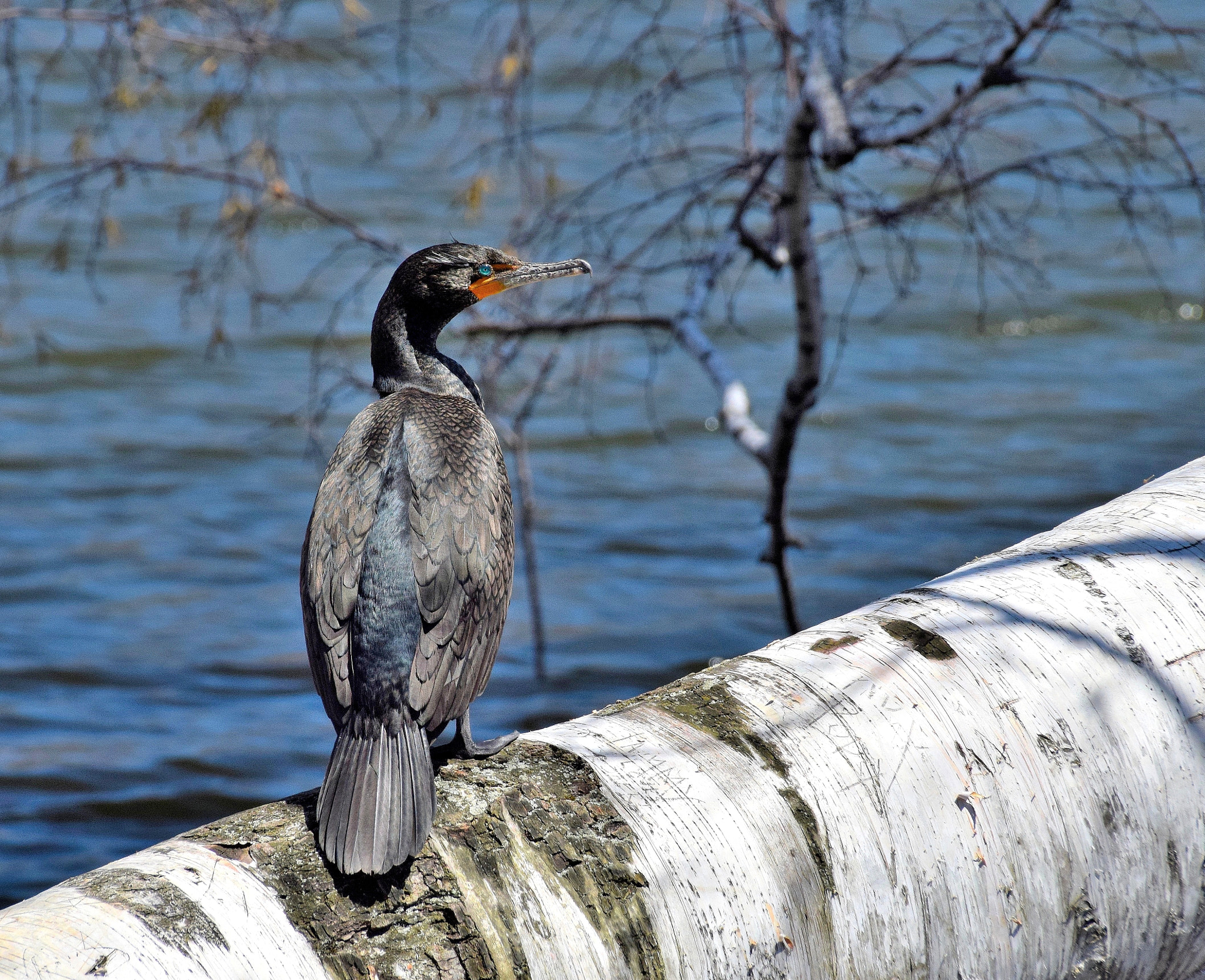 Nikon D5300 + Sigma 18-250mm F3.5-6.3 DC Macro OS HSM sample photo. Double-crested cormorant photography