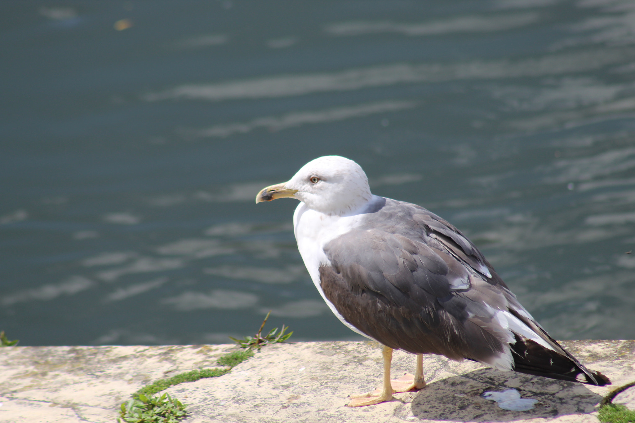 Canon EF 75-300mm f/4-5.6 sample photo. Seagull photography