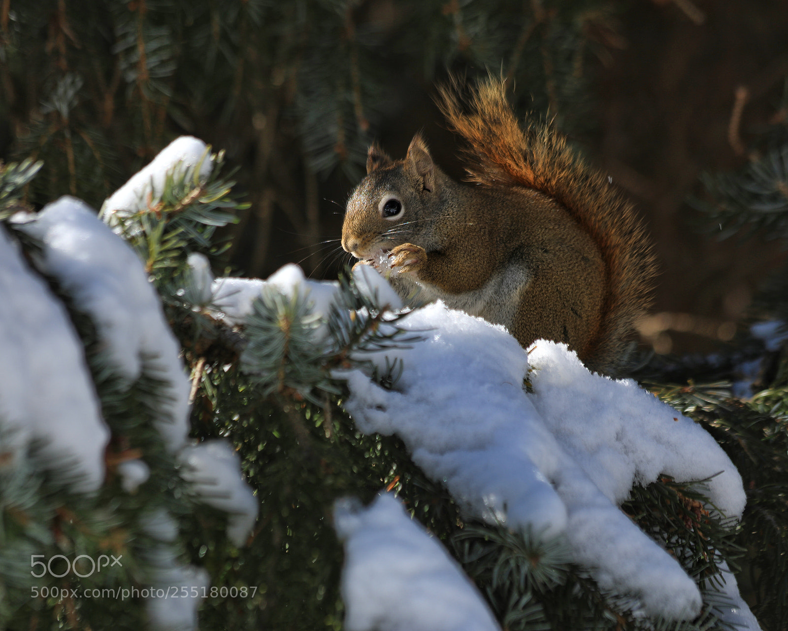Canon EOS 5D Mark IV sample photo. Squirrel photography