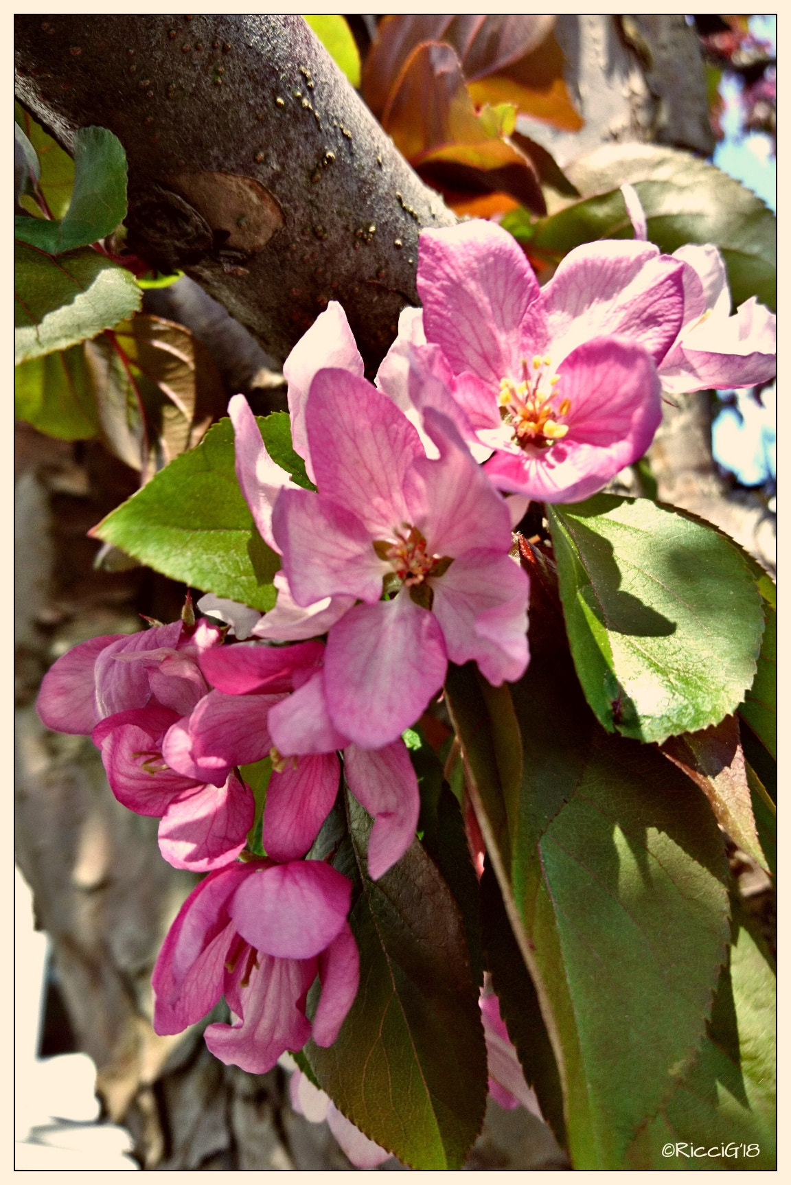 Sony Xperia X sample photo. The japanese cherry photography