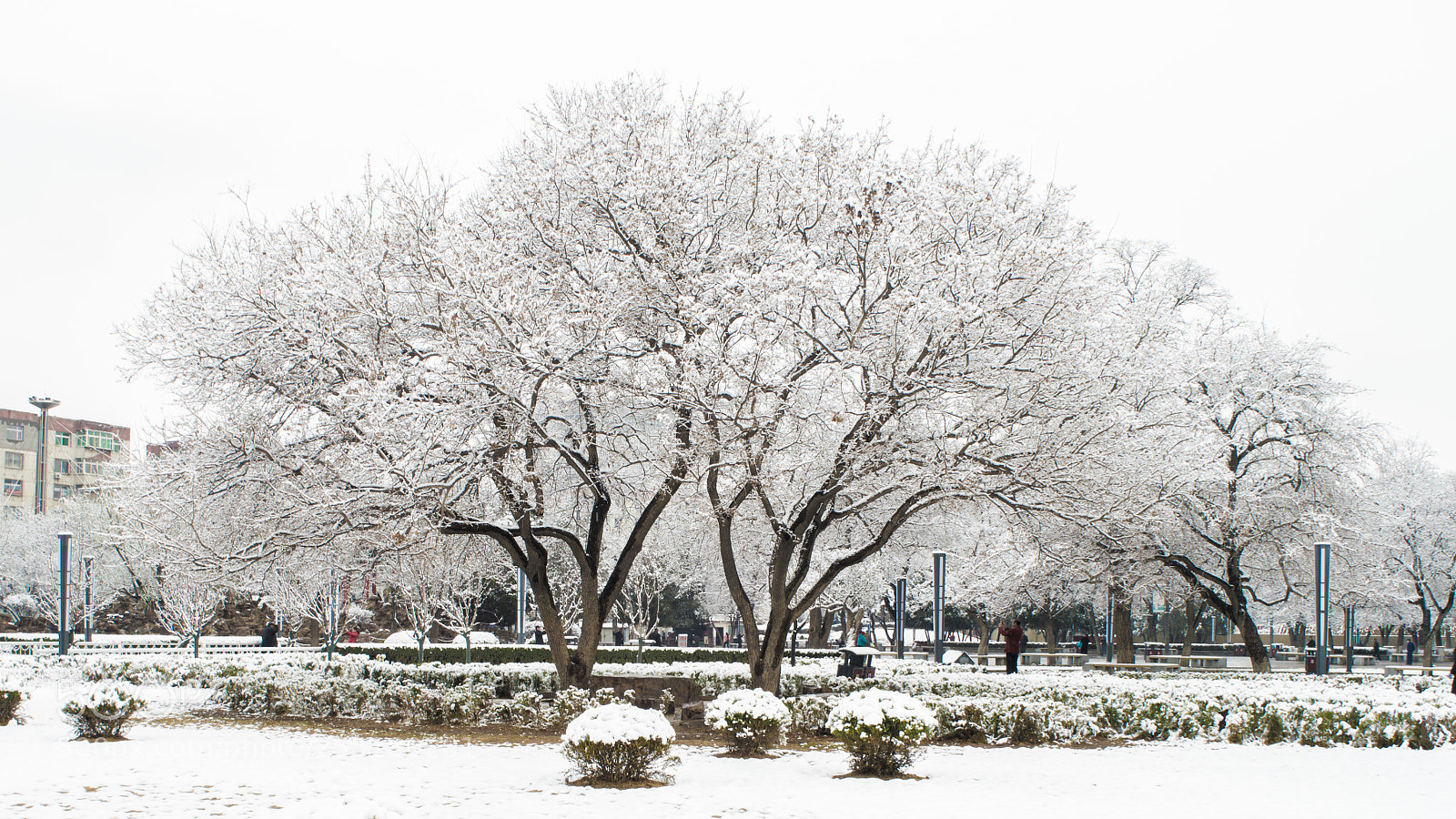Nikon D3200 sample photo. 银装素裹/silvery wrap photography