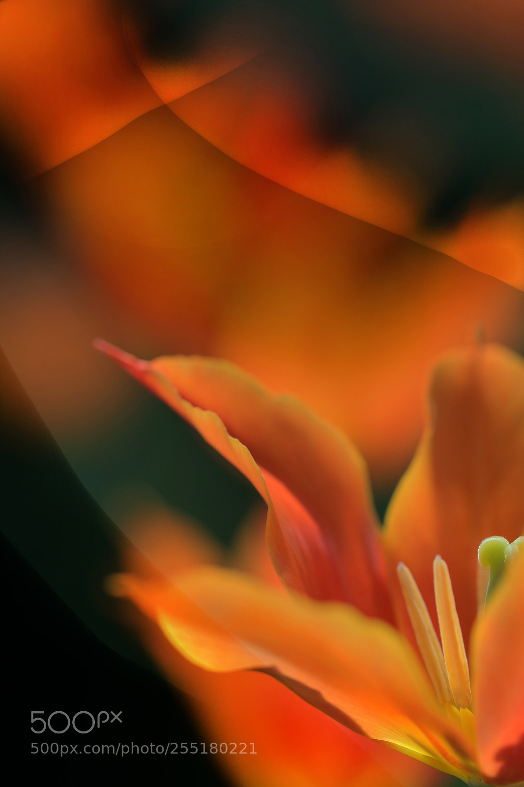 Canon EOS 80D sample photo. Tulips 4 photography