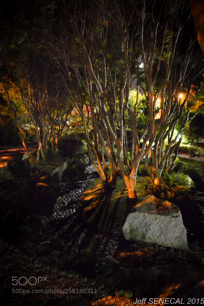 Nikon D7100 sample photo. Jardin japonais photography