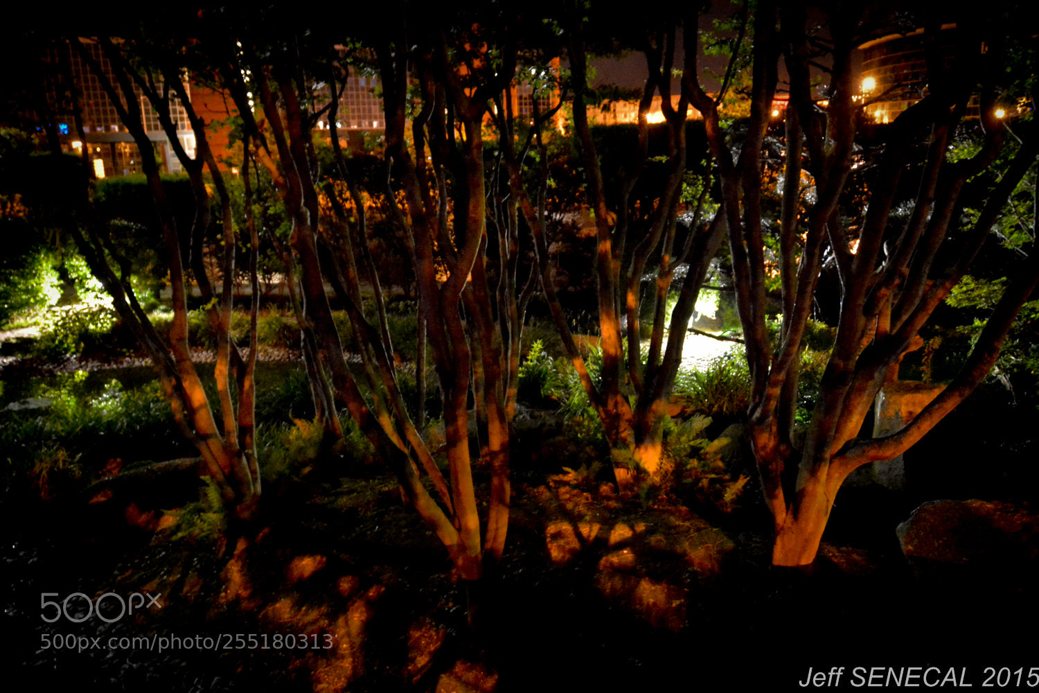 Nikon D7100 sample photo. Jardin japonais photography