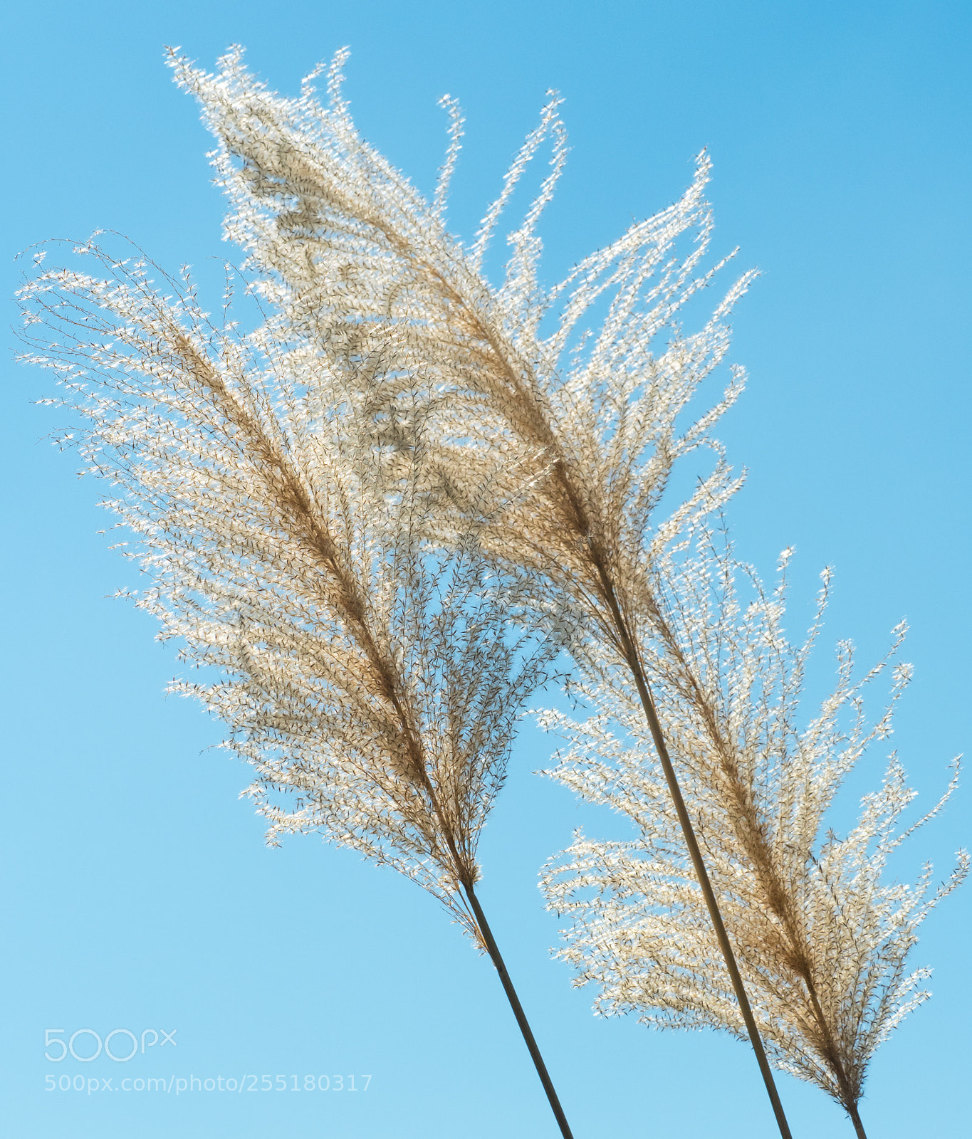 Olympus OM-D E-M5 II sample photo. The wind is blue photography