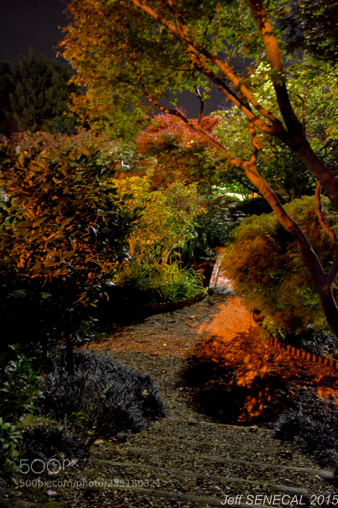 Nikon D7100 sample photo. Jardin japonais photography