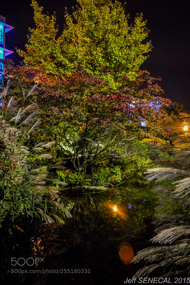 Nikon D7100 sample photo. Jardin japonais photography