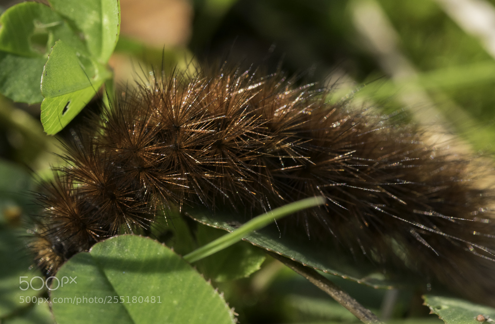 Nikon D5300 sample photo. Animals - misc photography