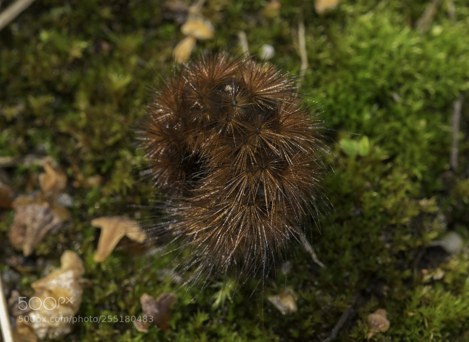 Nikon D5300 sample photo. Animals - misc photography