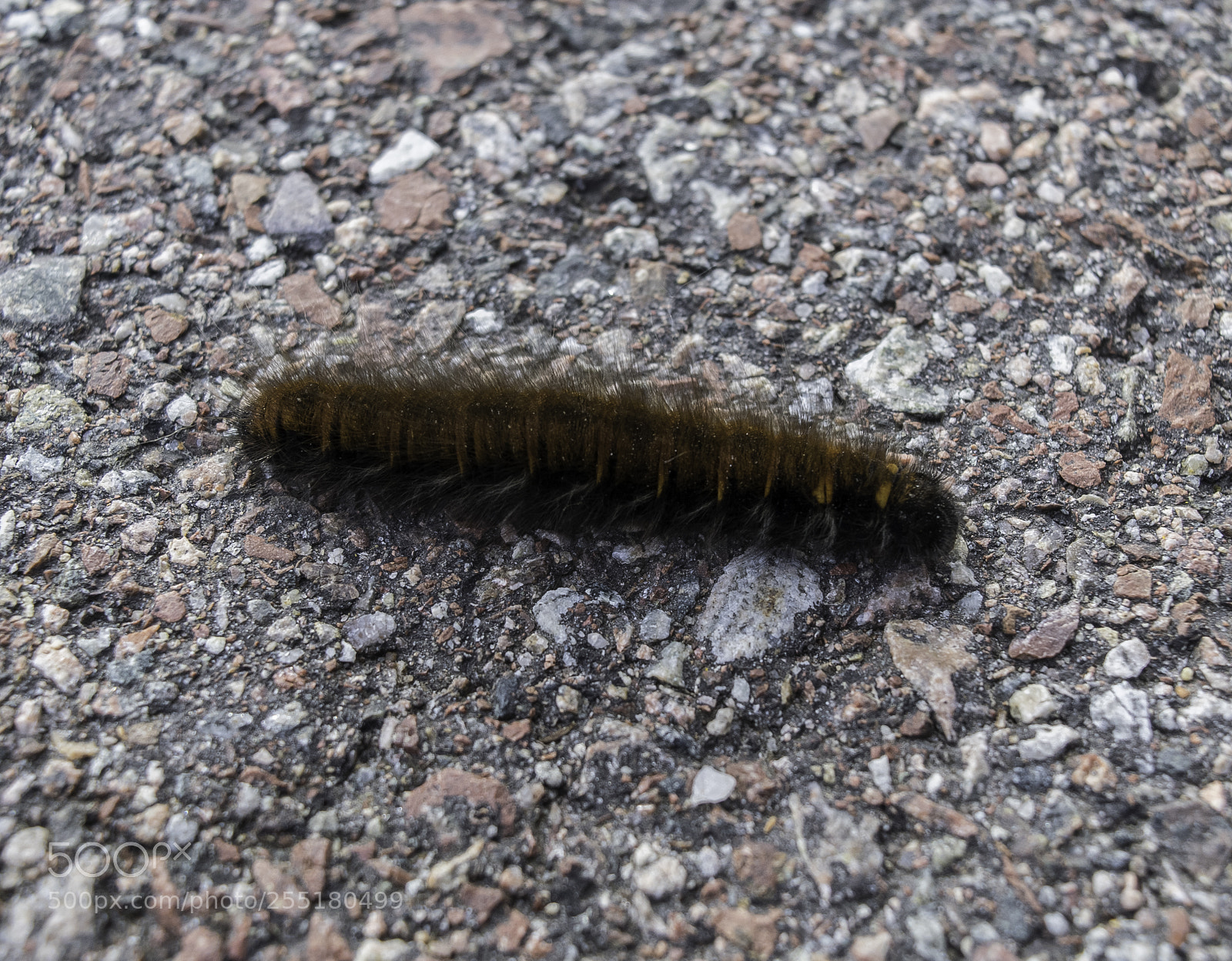 Nikon D5300 sample photo. Animals - misc photography