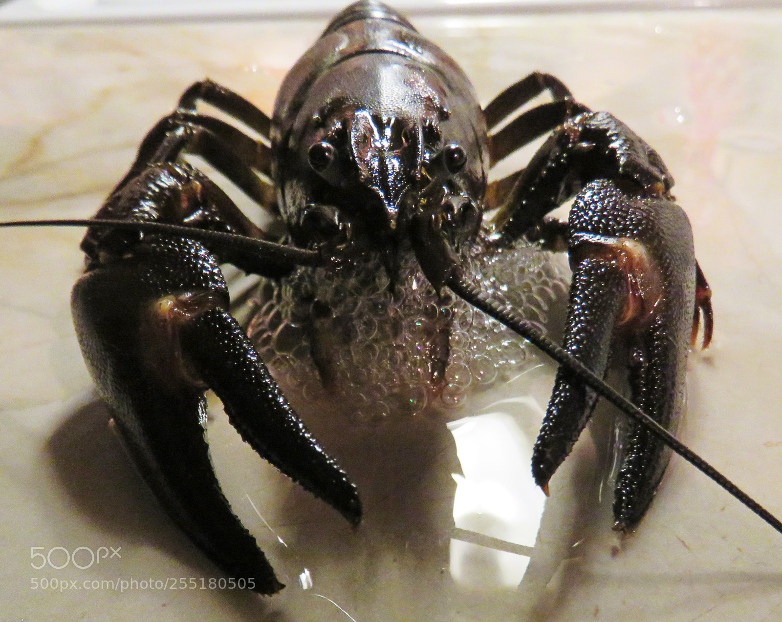 Canon PowerShot SX60 HS sample photo. Animals - misc photography
