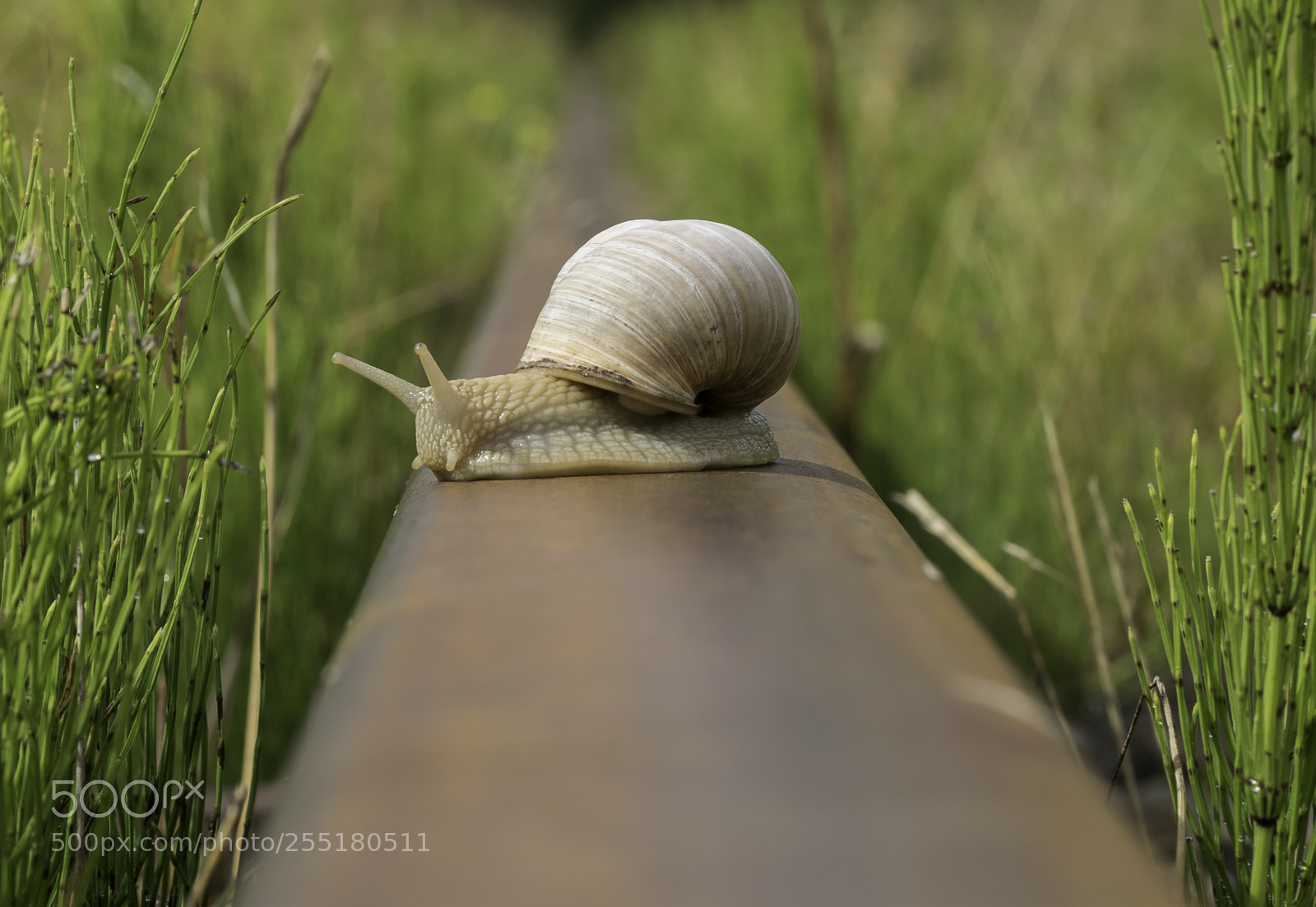 Nikon D5300 sample photo. Animals - misc photography