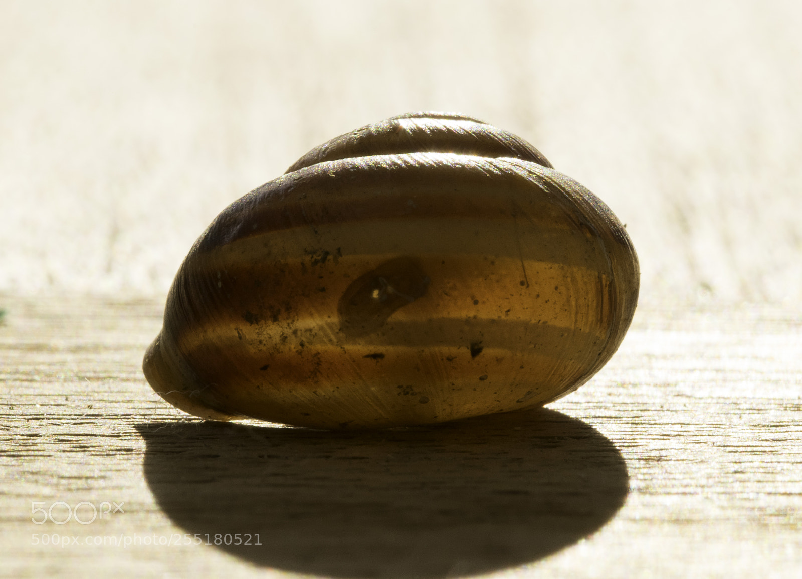 Nikon D5300 sample photo. Animals - misc photography