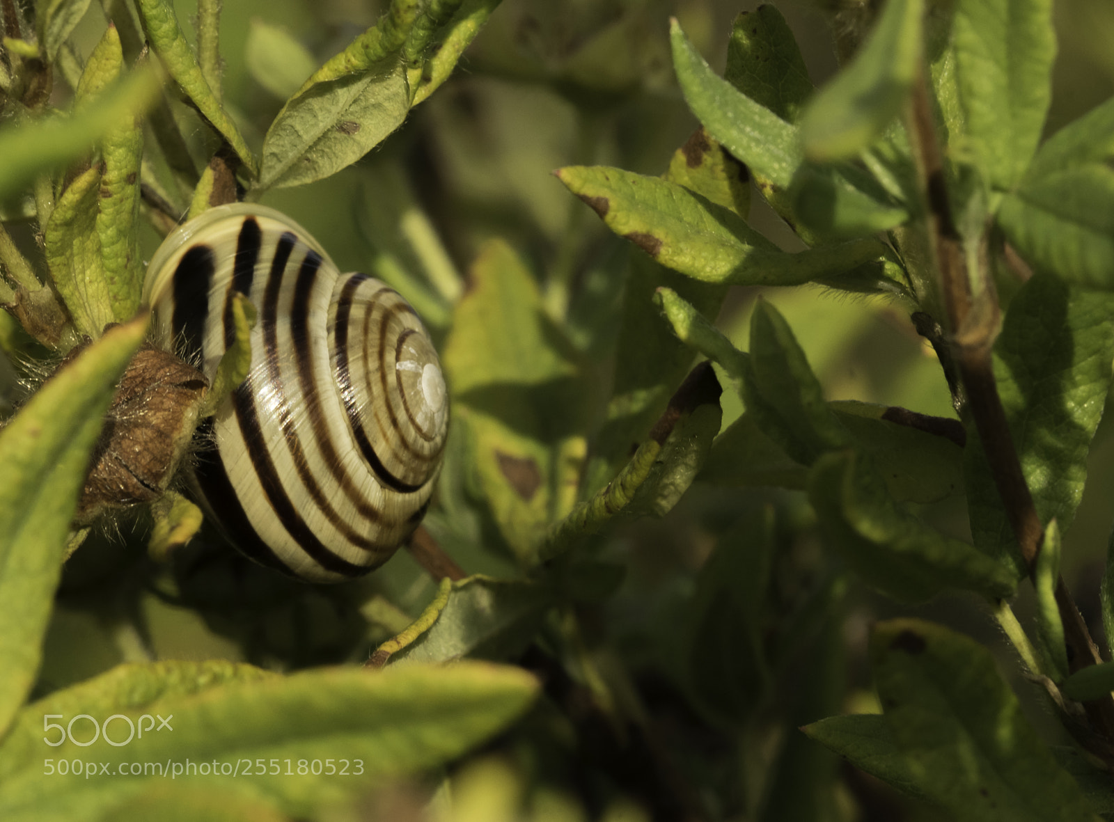 Nikon D5300 sample photo. Animals - misc photography