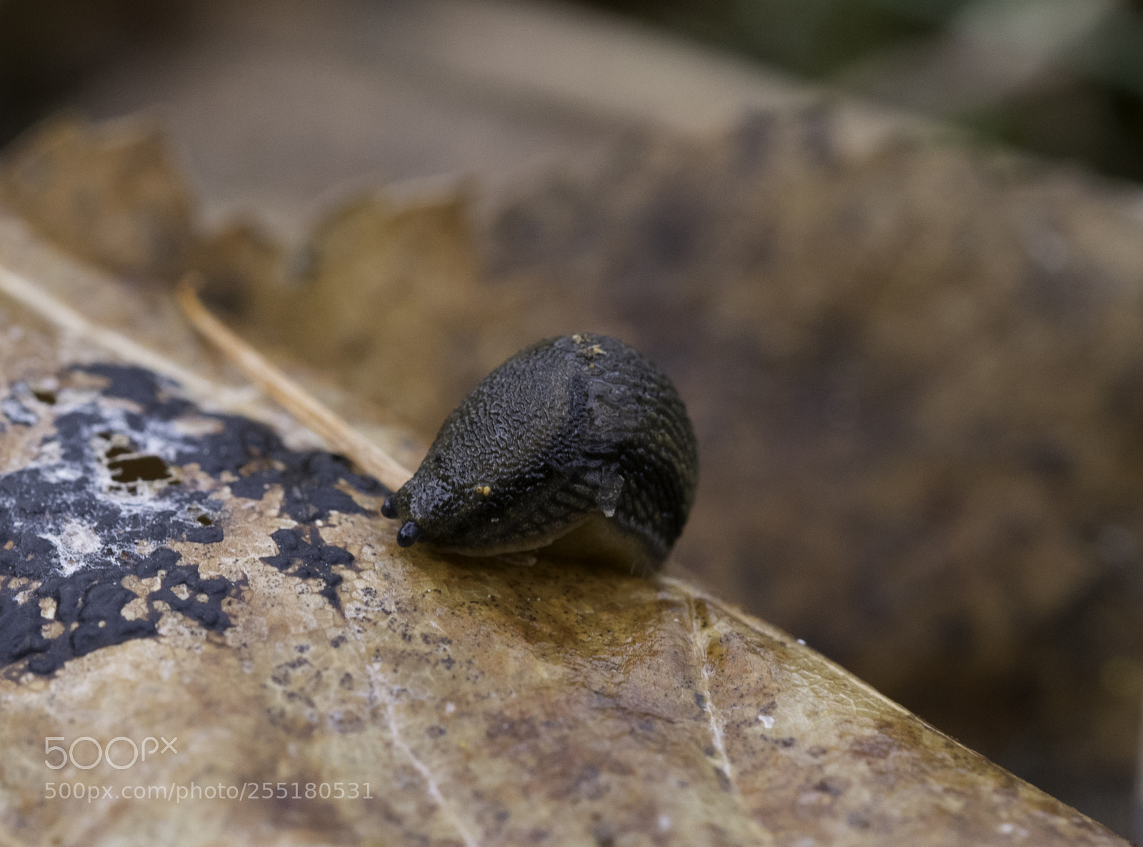 Nikon D5300 sample photo. Animals - misc photography