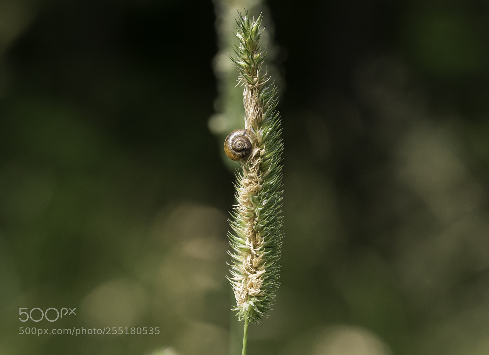 Nikon D5300 sample photo. Animals - misc photography
