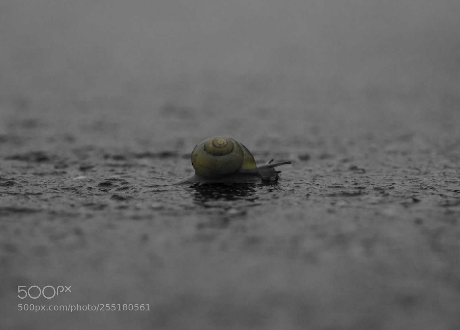 Nikon D5300 sample photo. Animals - misc photography