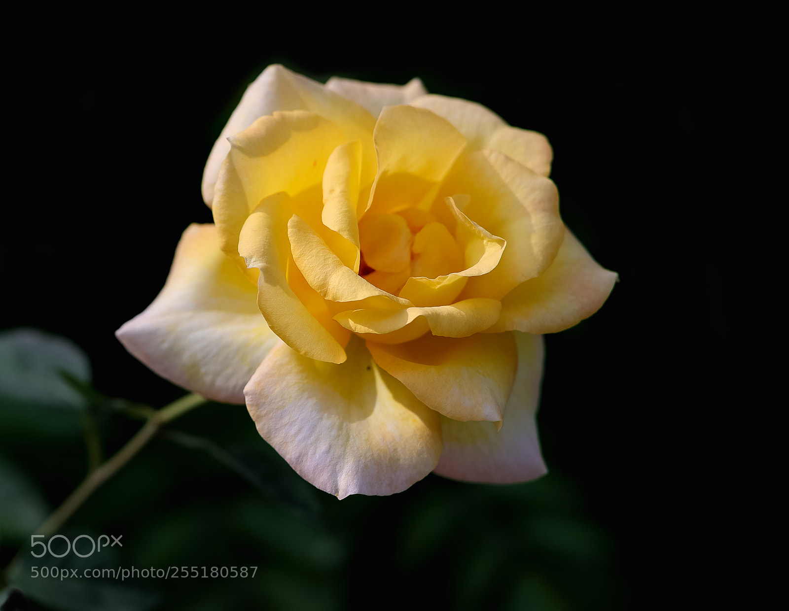 Canon EOS-1D X Mark II sample photo. 香水月季 photography
