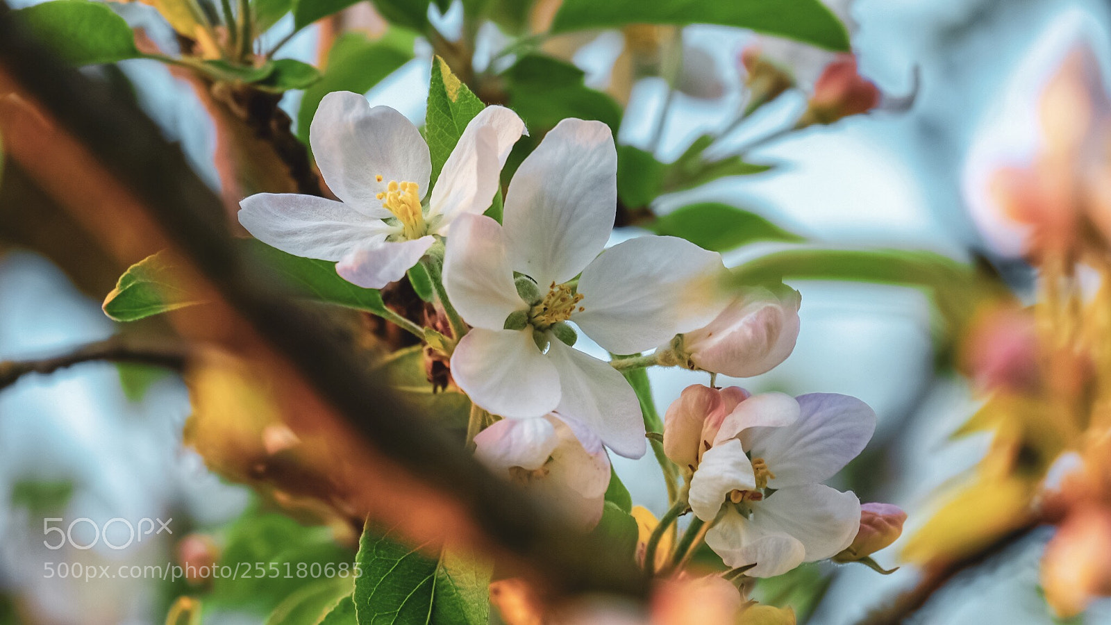 Fujifilm X-E3 sample photo. Crabapple in bloom.... photography