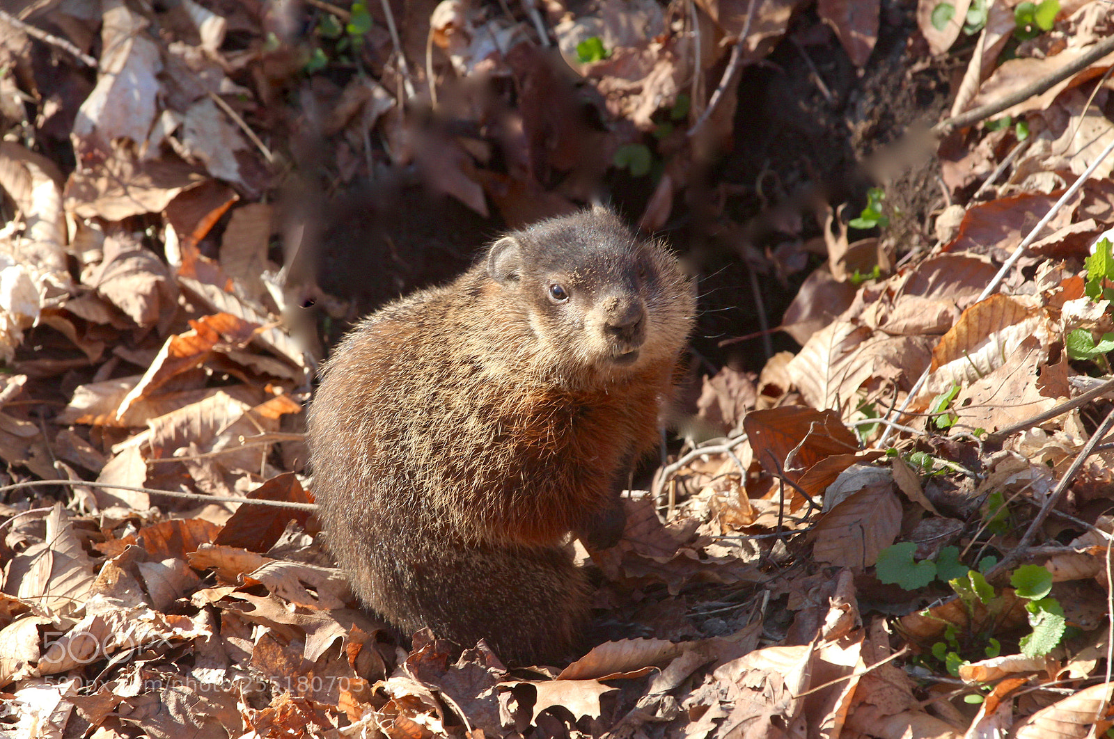 Canon EOS 700D (EOS Rebel T5i / EOS Kiss X7i) sample photo. Groundhog day photography