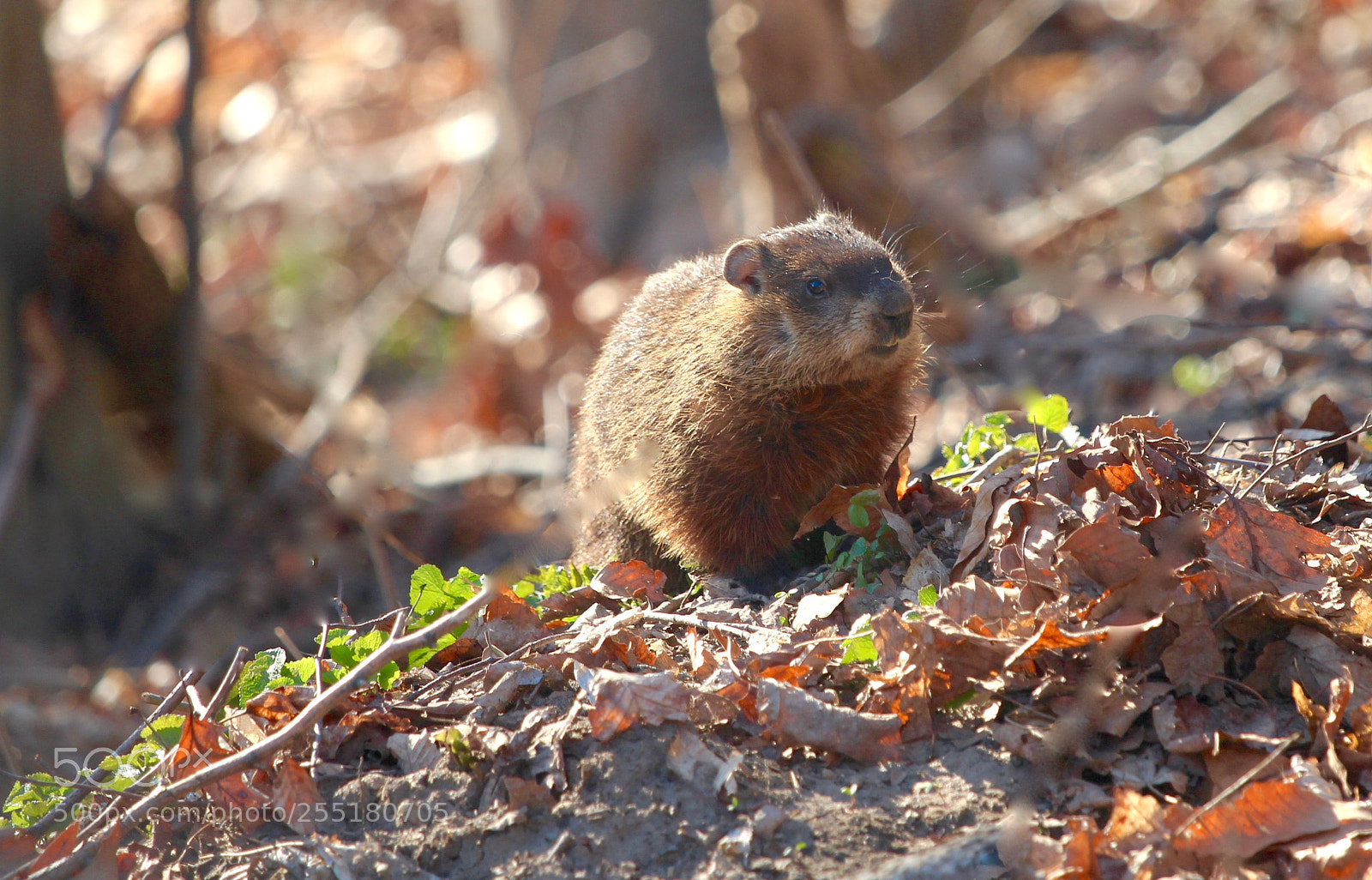 Canon EOS 700D (EOS Rebel T5i / EOS Kiss X7i) sample photo. Groundhog stroll photography