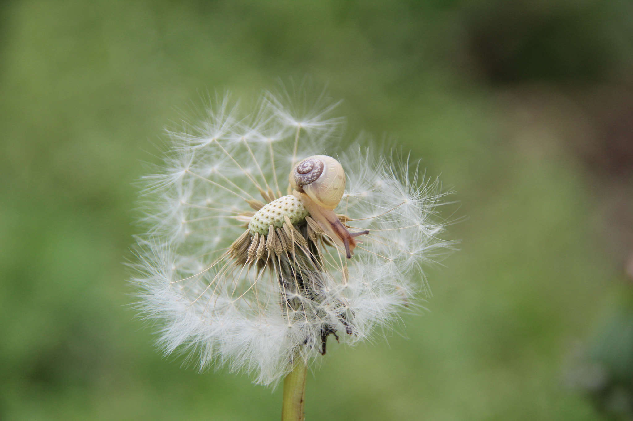 Sigma 18-200mm f/3.5-6.3 DC OS sample photo. Baby snail photography