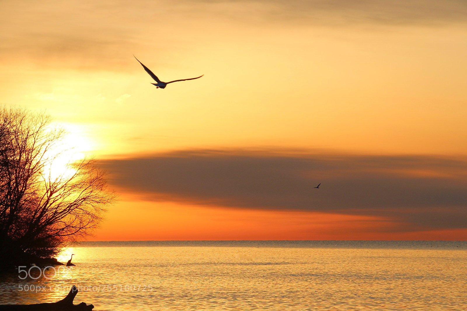 Canon EOS 700D (EOS Rebel T5i / EOS Kiss X7i) sample photo. Morning wings photography