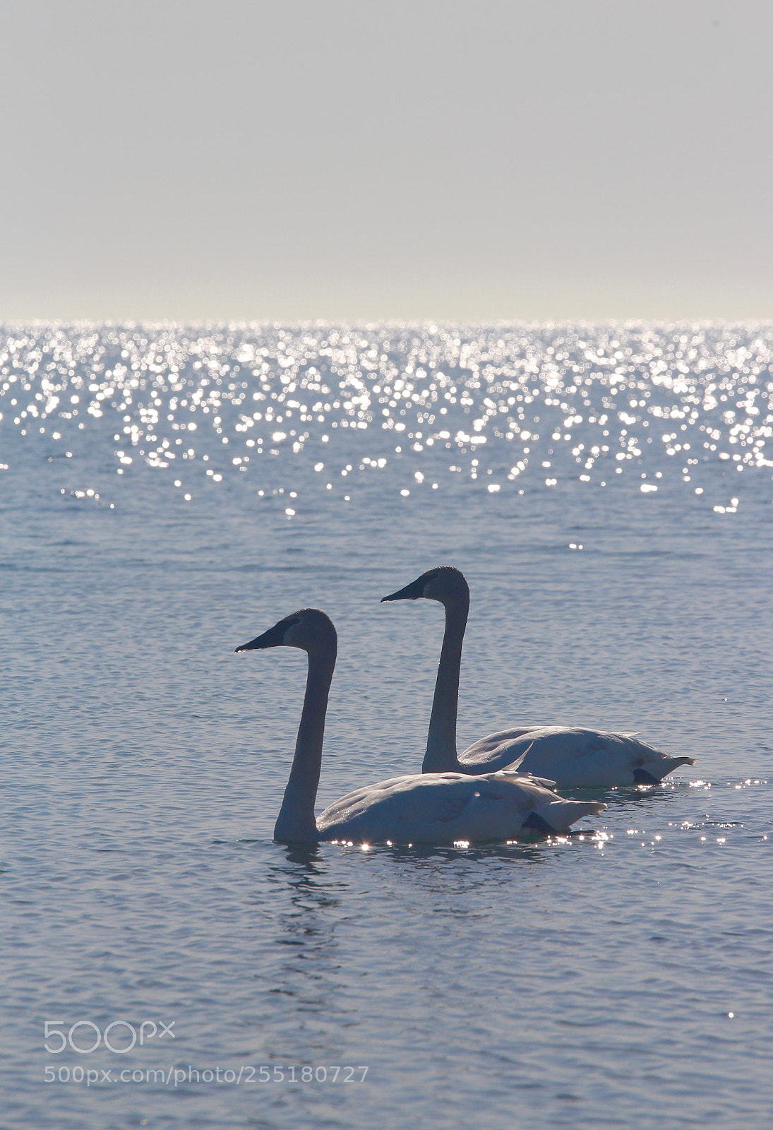 Canon EOS 700D (EOS Rebel T5i / EOS Kiss X7i) sample photo. Perfect pair photography