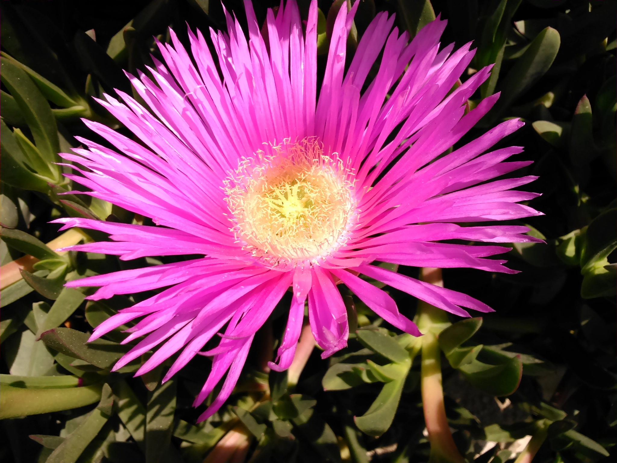 Sony Xperia L sample photo. Fiore photography