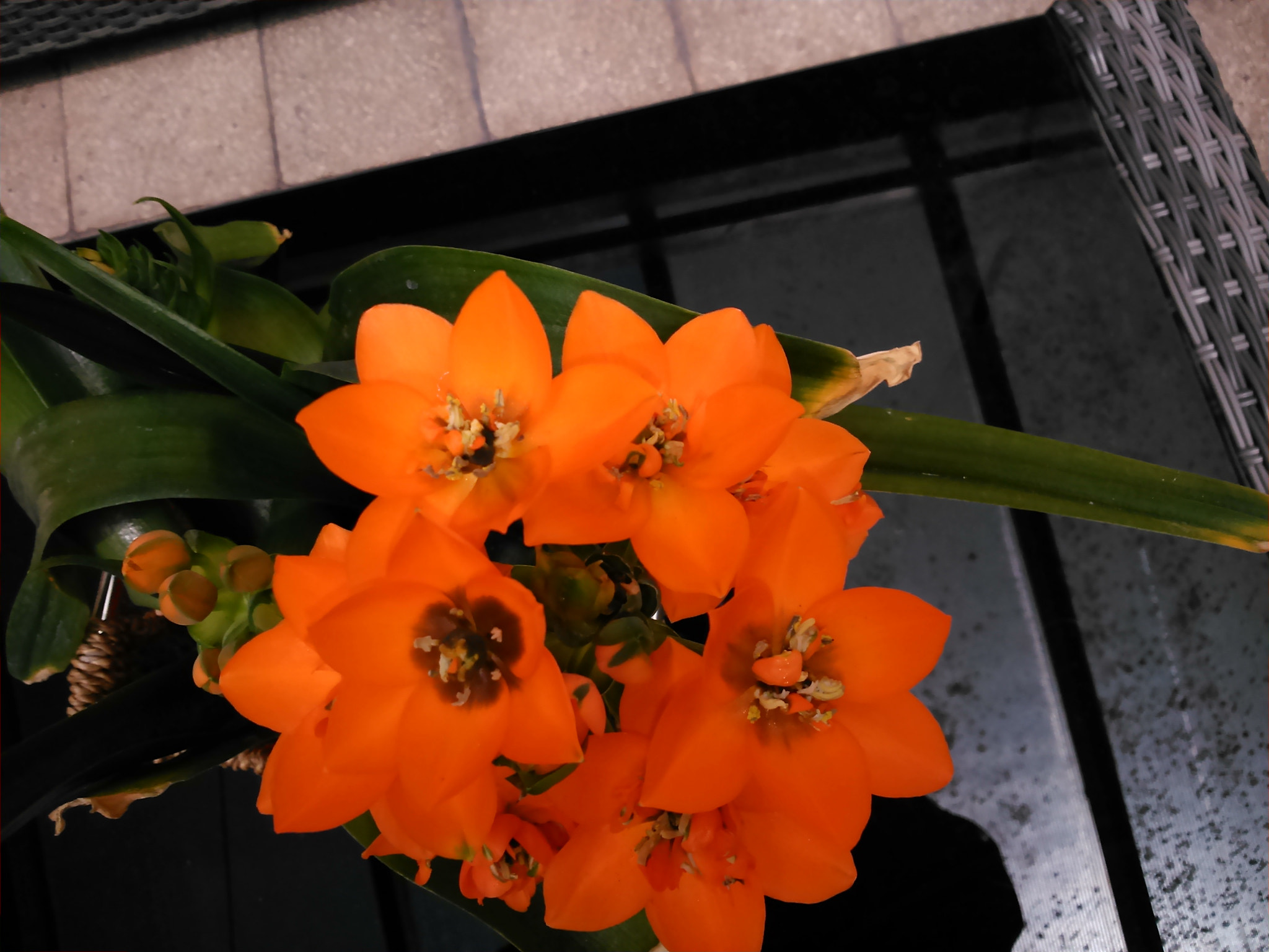 Sony Xperia L sample photo. Fiori photography