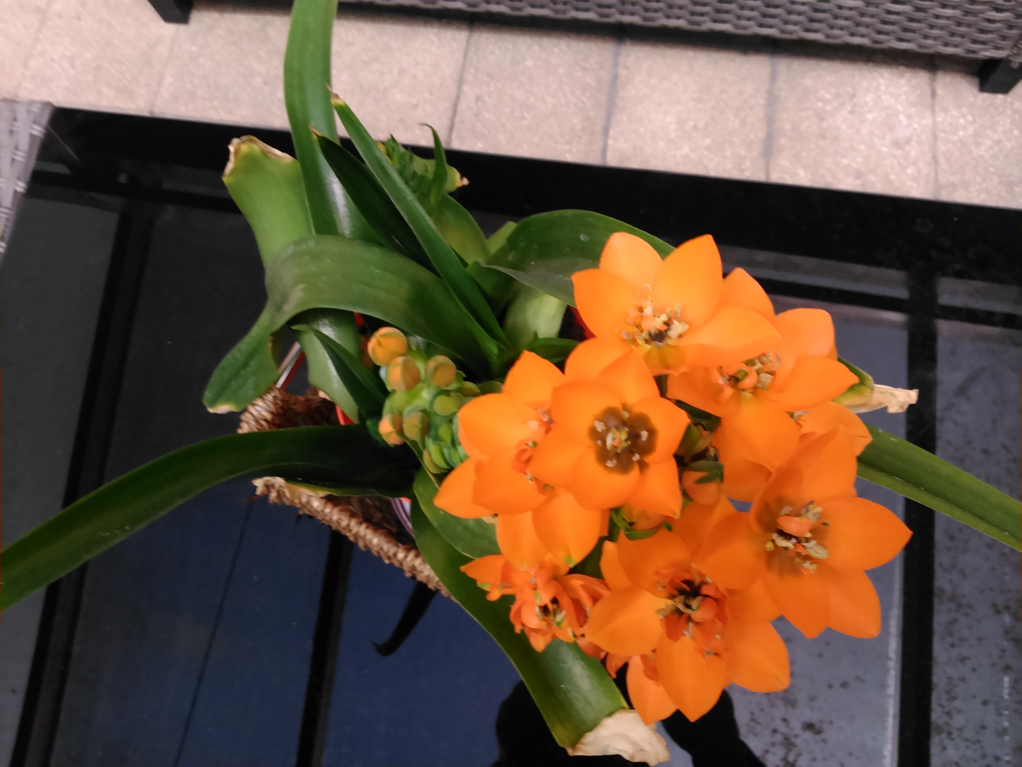 Sony Xperia L sample photo. Fiori photography