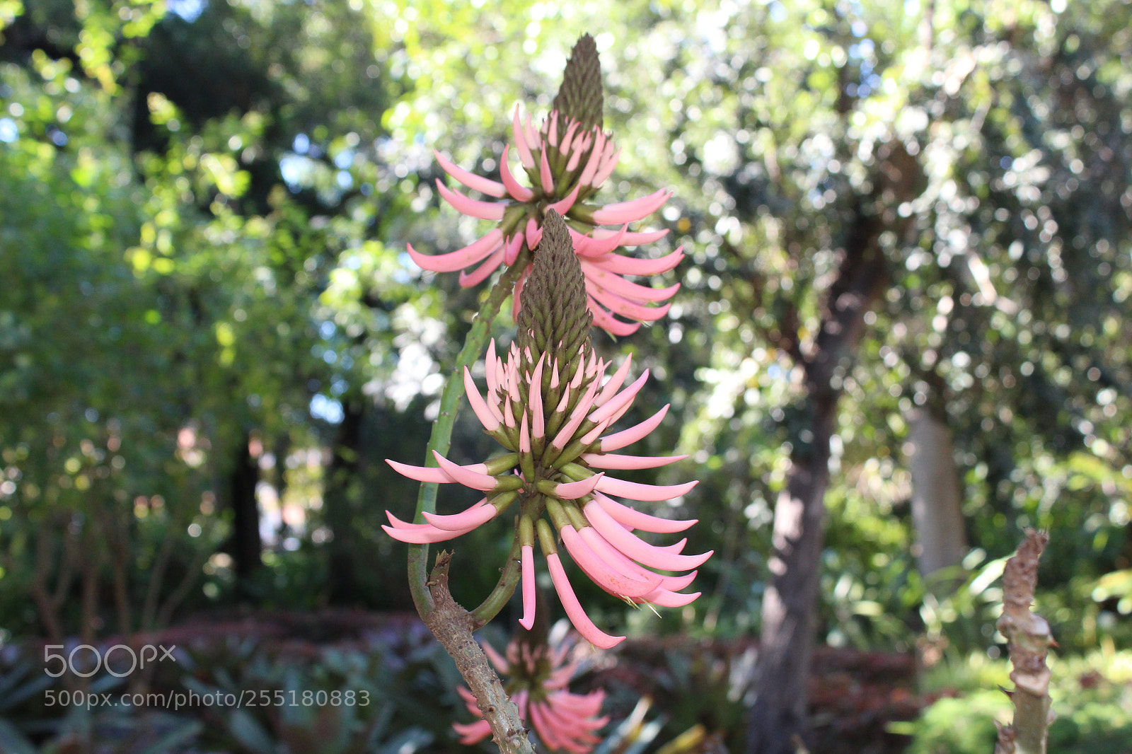 Canon EOS 1300D (EOS Rebel T6 / EOS Kiss X80) sample photo. Pink erythrina photography