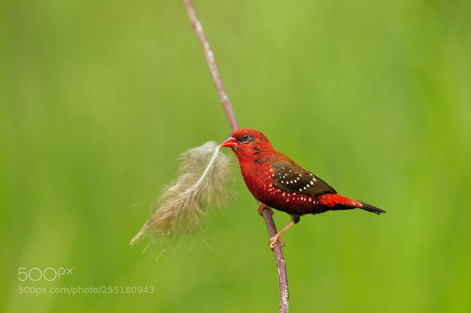Canon EOS-1D Mark IV sample photo. Gimme red photography