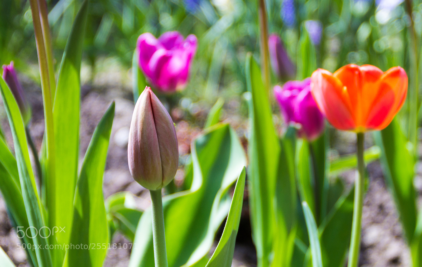 Canon EOS 1100D (EOS Rebel T3 / EOS Kiss X50) sample photo. Tulip bud photography