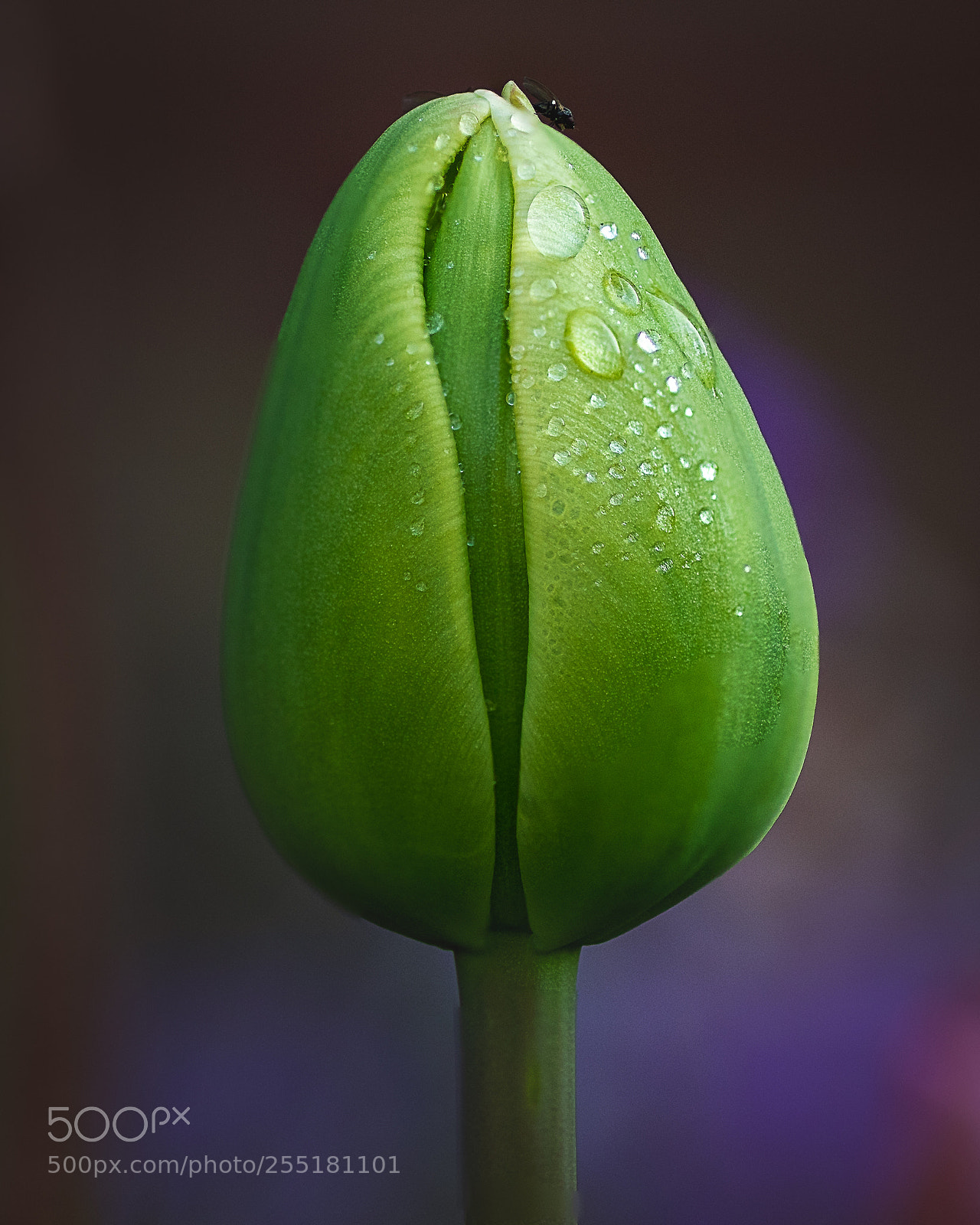 Canon EOS 7D Mark II sample photo. Tulip photography
