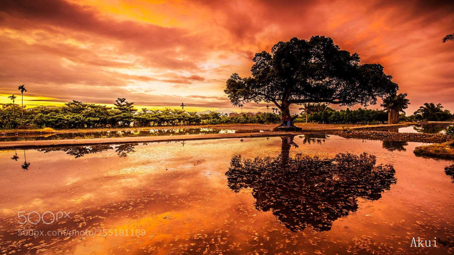 Canon EOS 5D Mark IV sample photo. Morning tree photography