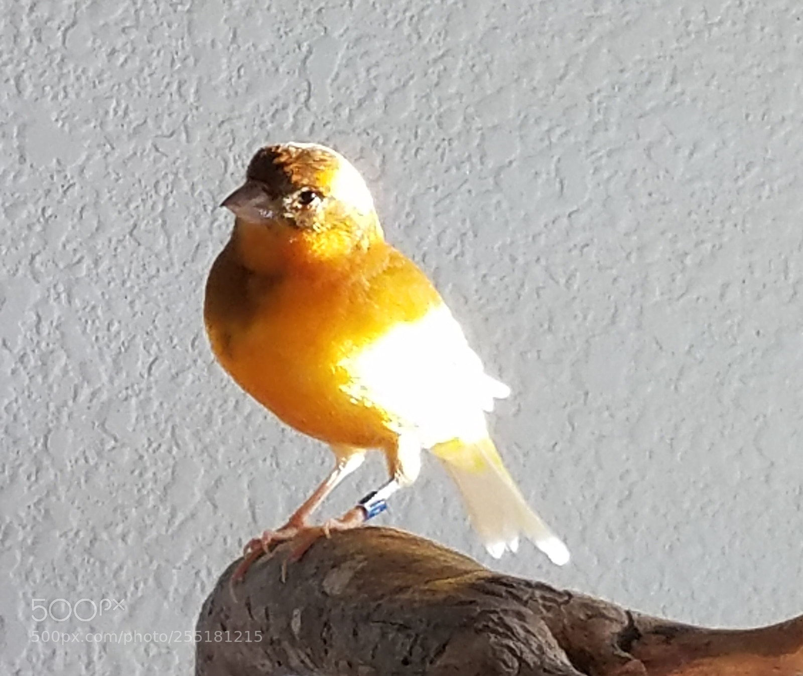 Samsung Galaxy S7 sample photo. Zazu photography