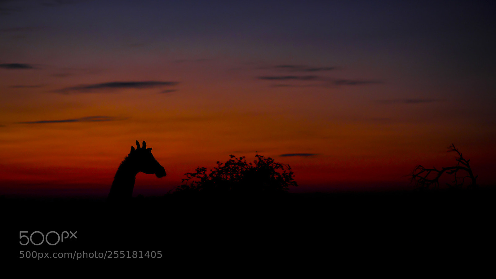 Fujifilm X-T2 sample photo. Giraffe @ sunset photography