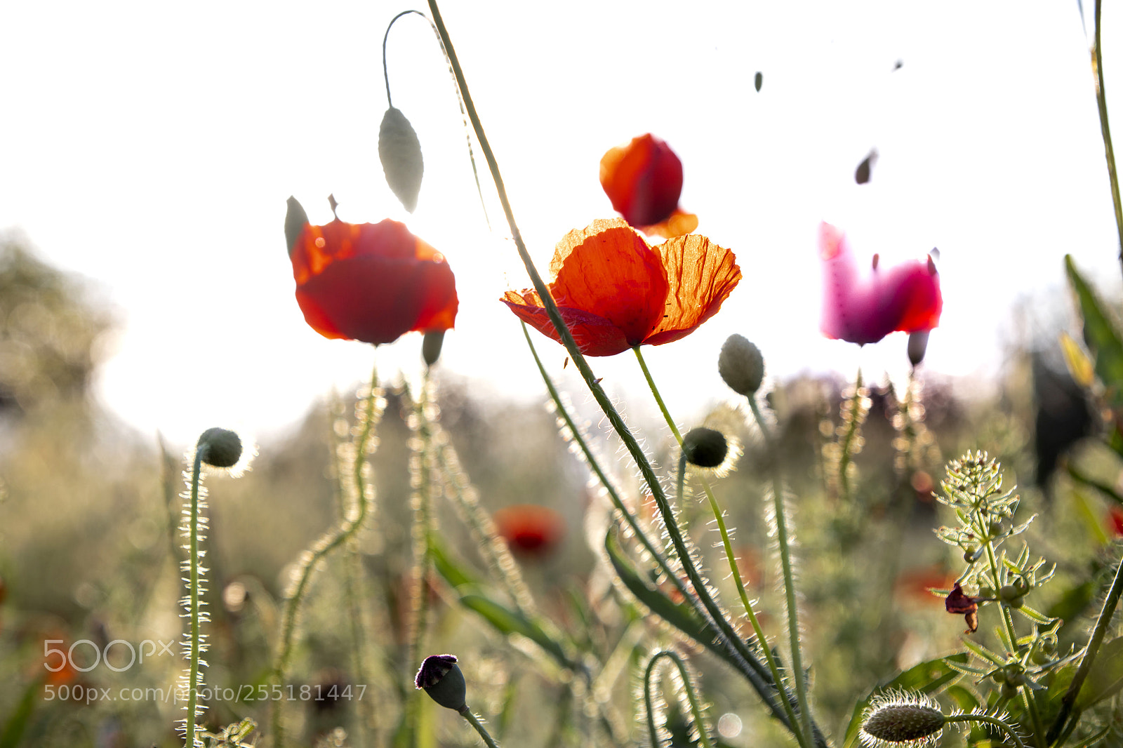 Canon EOS 6D Mark II sample photo. Naturaleza pura photography