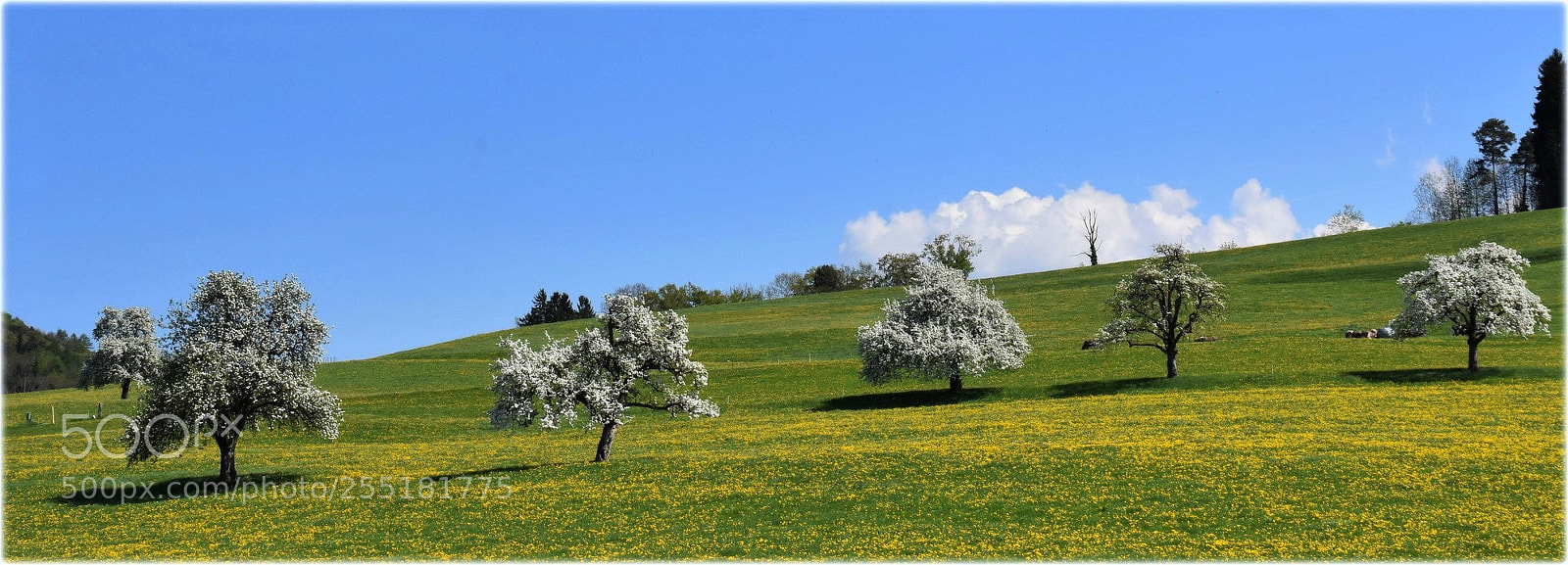 Nikon D7200 sample photo. "blossomtrees,;" photography