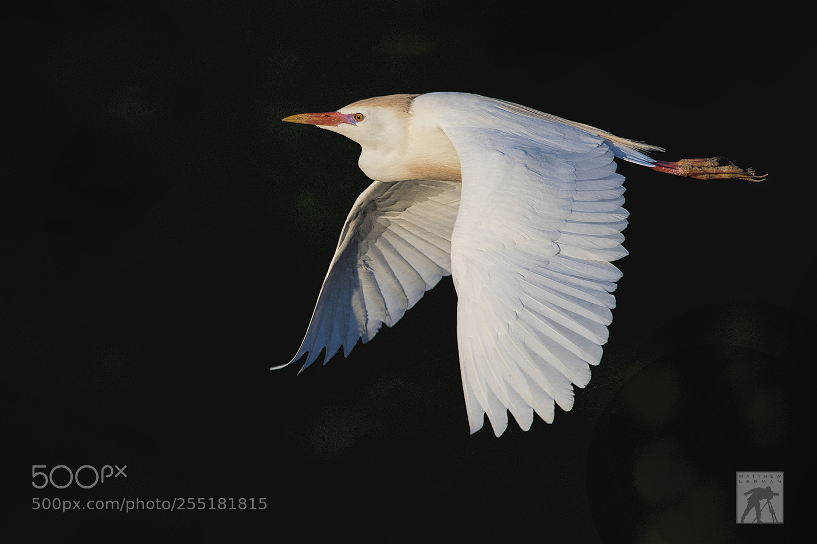 Nikon D810 sample photo. Morning flight 1695 photography