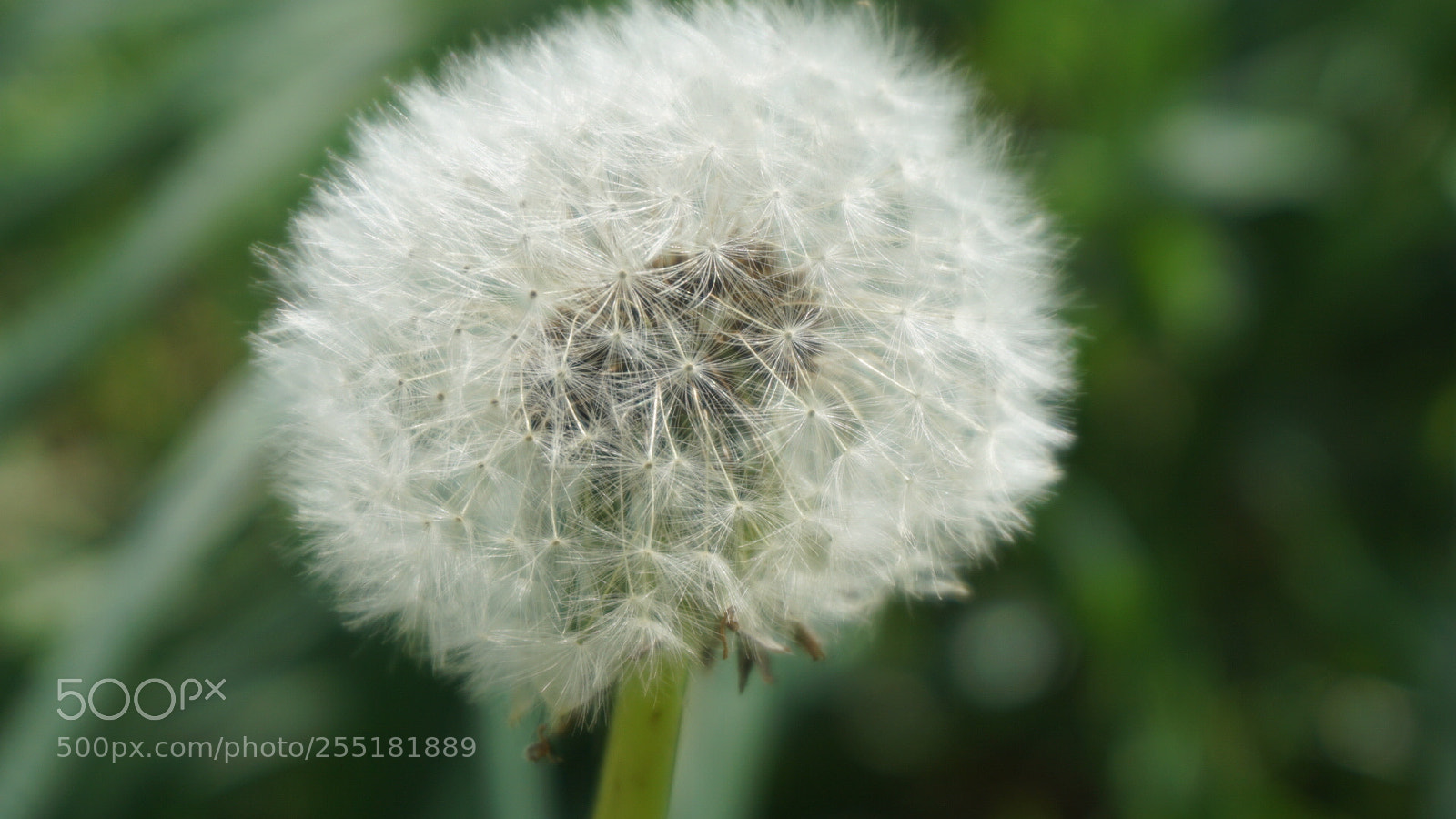Sony a5100 sample photo. Flower photography