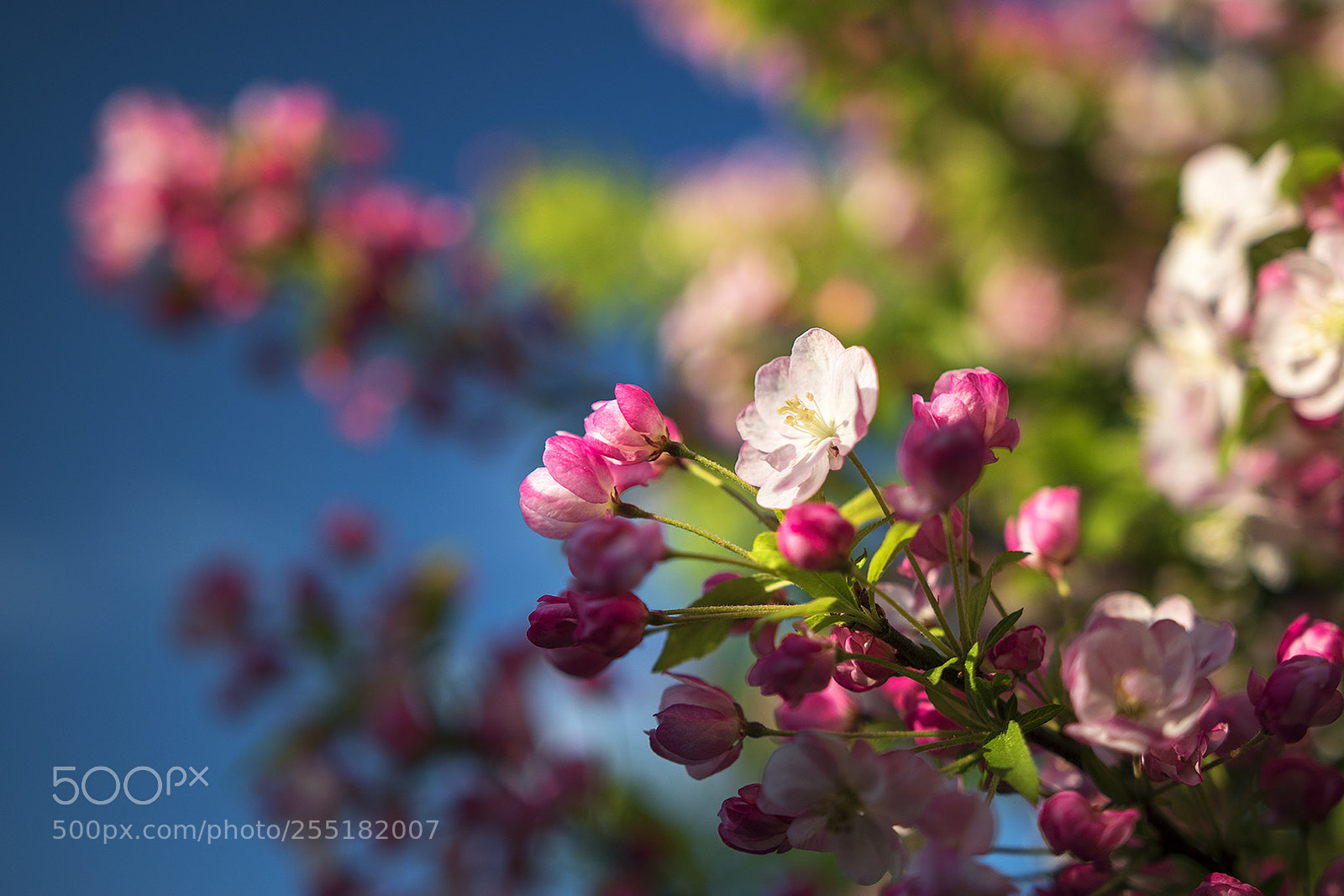 Nikon D5500 sample photo. Spring photography